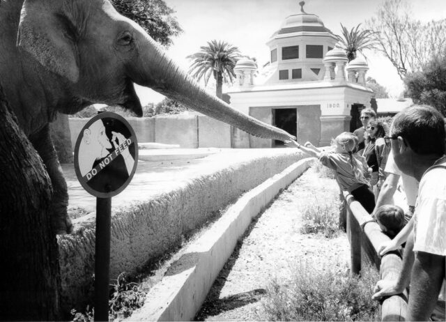 Adelaide Zoo 1989